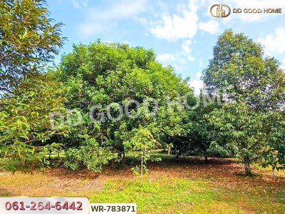 ที่ดินสวนผลไม้ 6 ไร่ 39 ตร.ว. ต.มะขาม จันทบุรี ใกล้สวนทุเรียนแลนด์-4