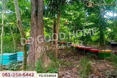 ที่ดินสามเงา 4 ไร่ 239.7 ตร.ว. ตาก ใกล้เขื่อนภูมิพล-5