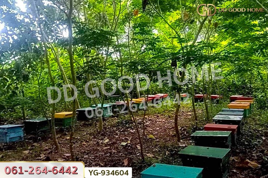 ที่ดินสามเงา 4 ไร่ 239.7 ตร.ว. ตาก ใกล้เขื่อนภูมิพล-4