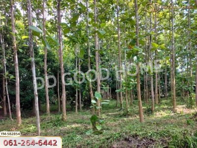 ที่ดิน อ.พาน 9 ไร่ 54 ตร.ว. เชียงราย